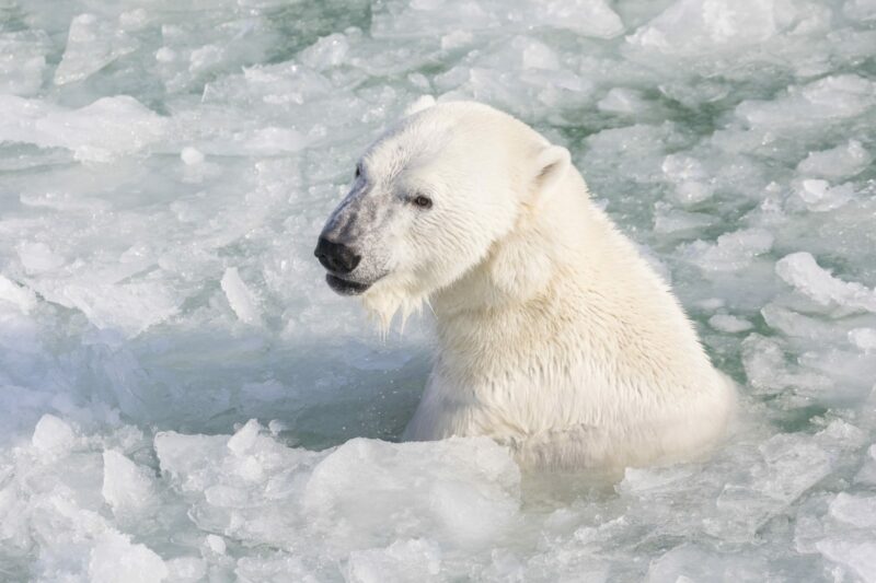 Ranua Wildlife Park in Ranua, Lapland, Finland - Visit Rovaniemi