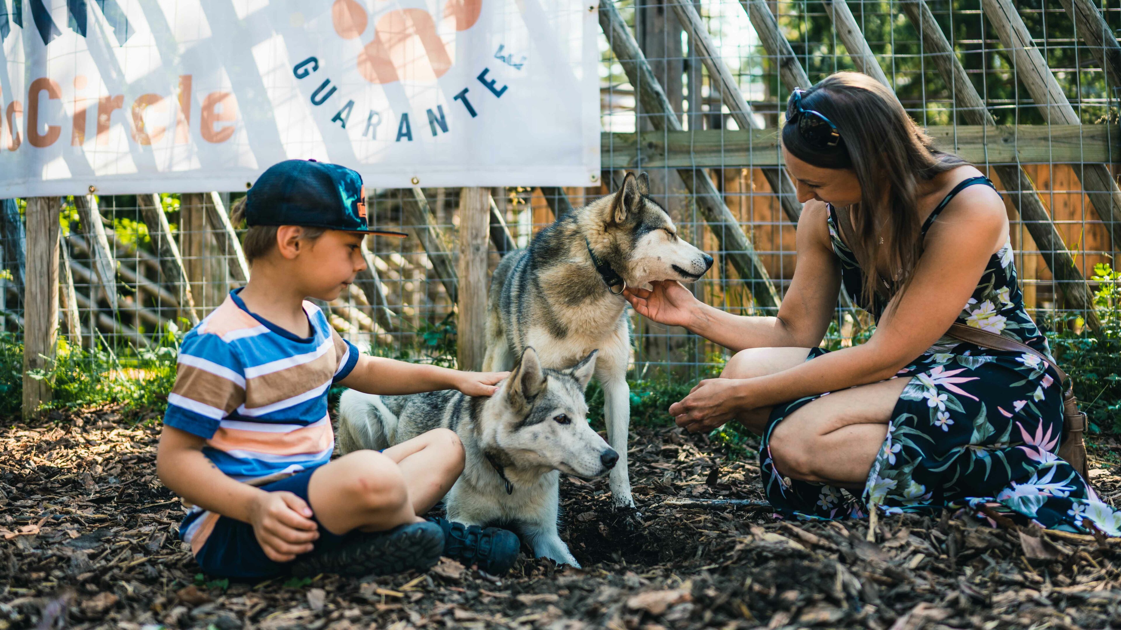 People petting huskies in Arctic Circle Husky Park during summer in Rovaniemi, Lapland.