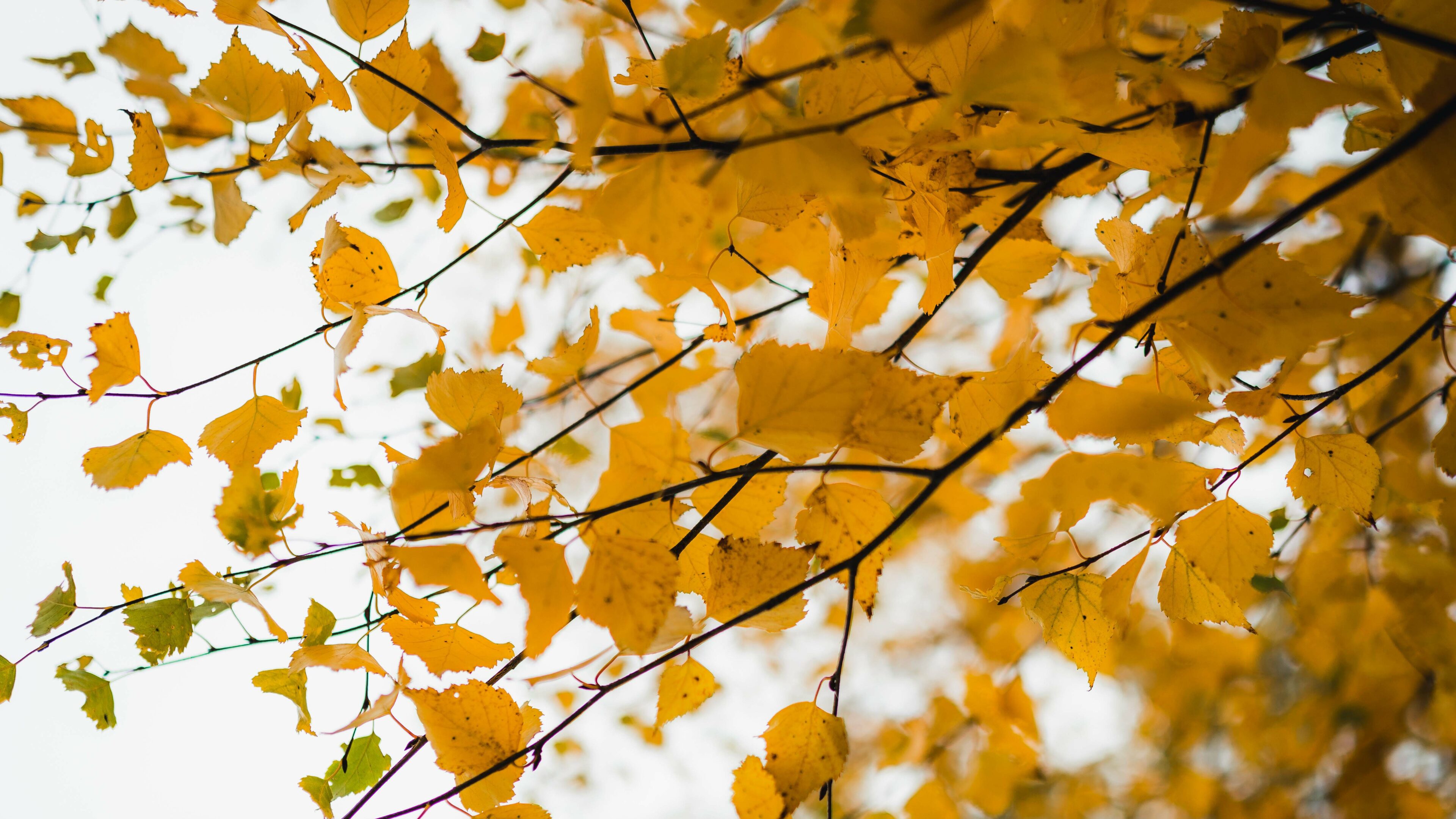 Autumn foliage with yellow colors in Rovaniemi, Lapland, Finland during autumn.