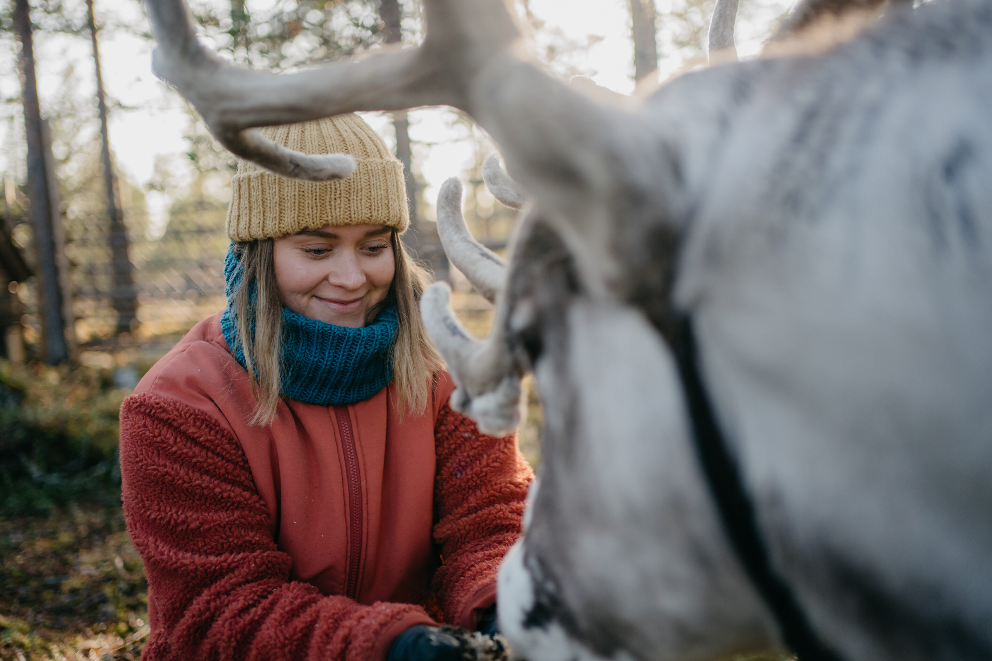 A person feeding a reindeer in Porovaara in Rovaniemi, Lapland, Finland.