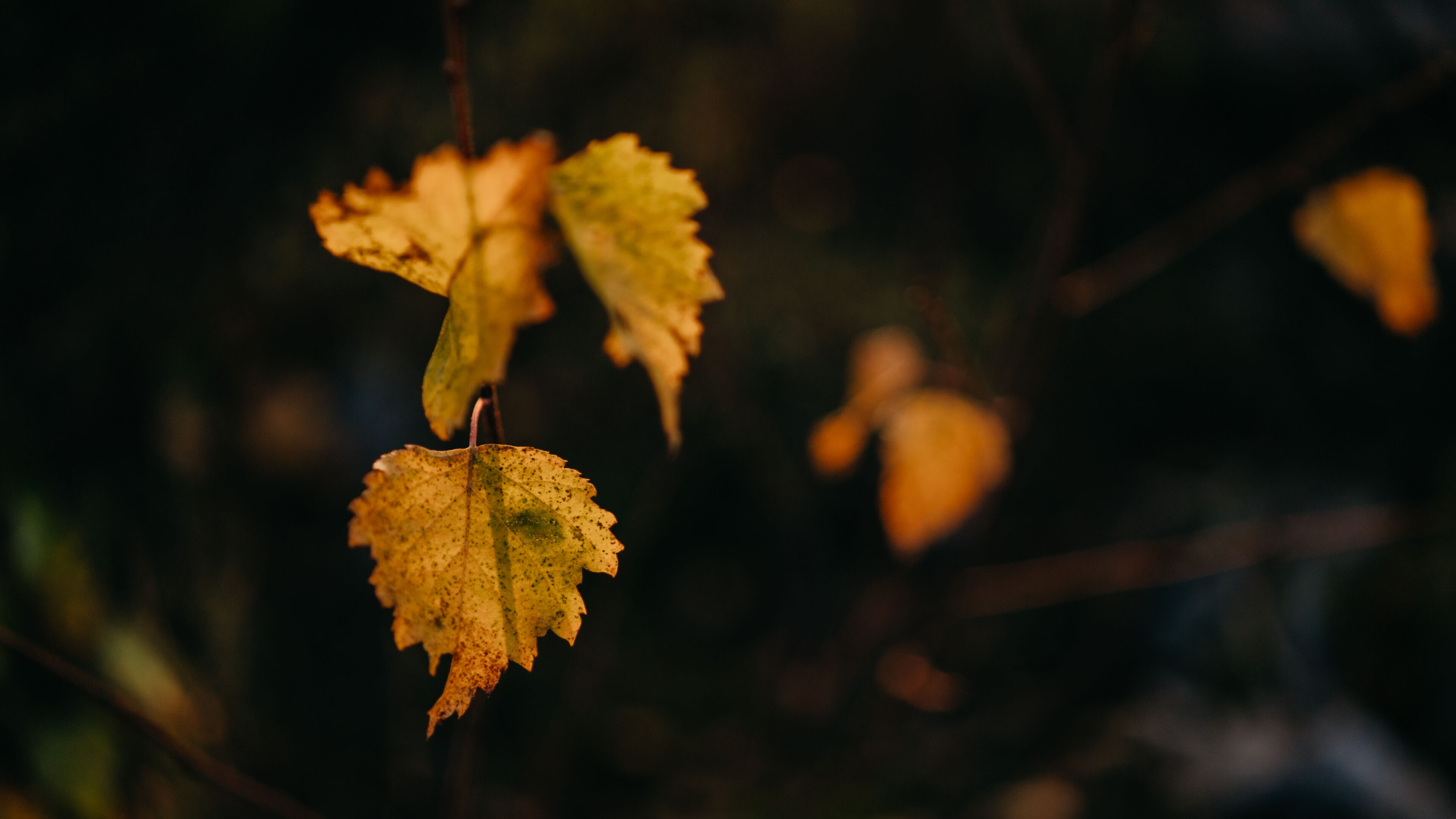 Autumn foliage in Rovaniemi, Lapland, Finland.