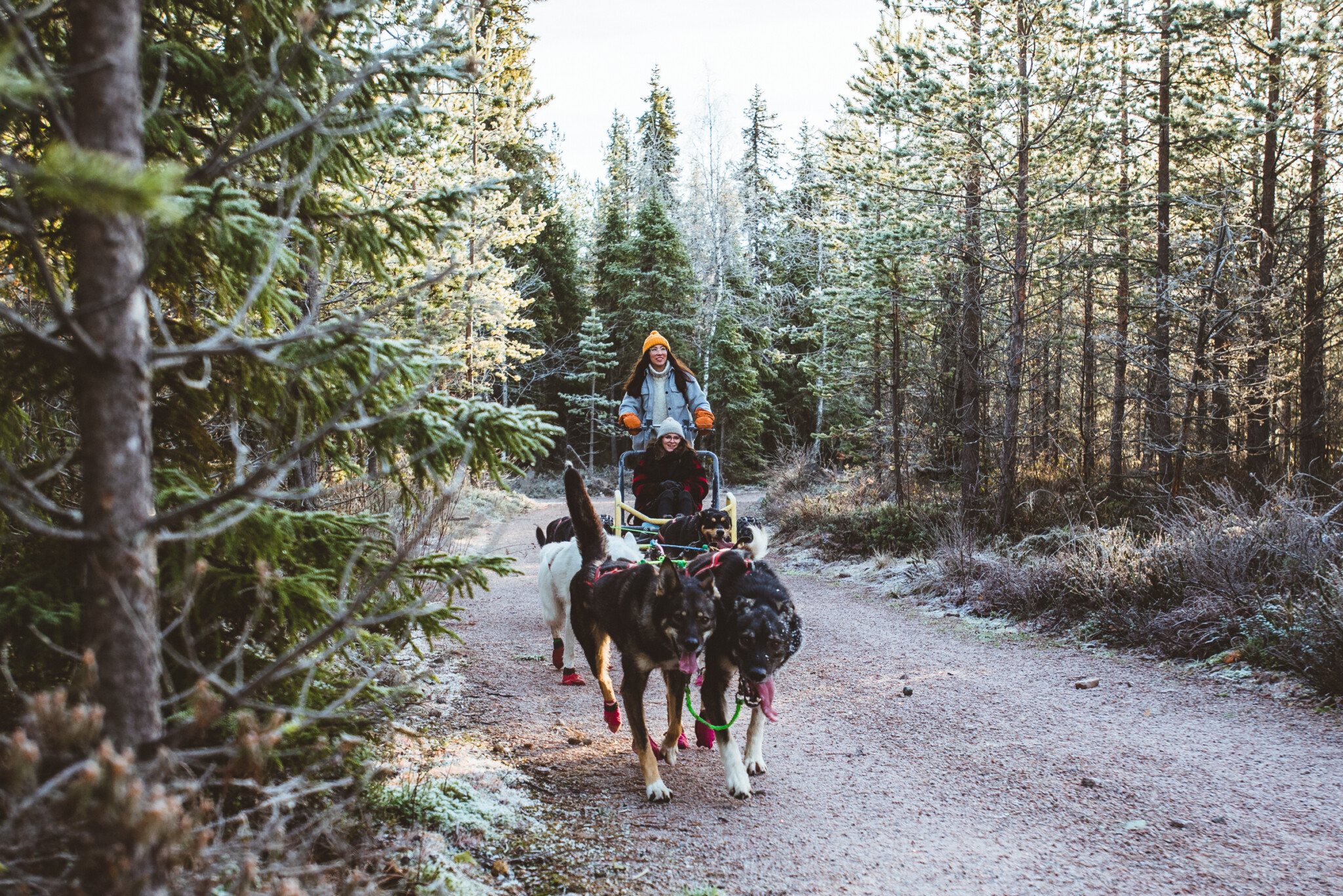 Bearhill Husky autumn tour in Rovaniemi Lapland Finland