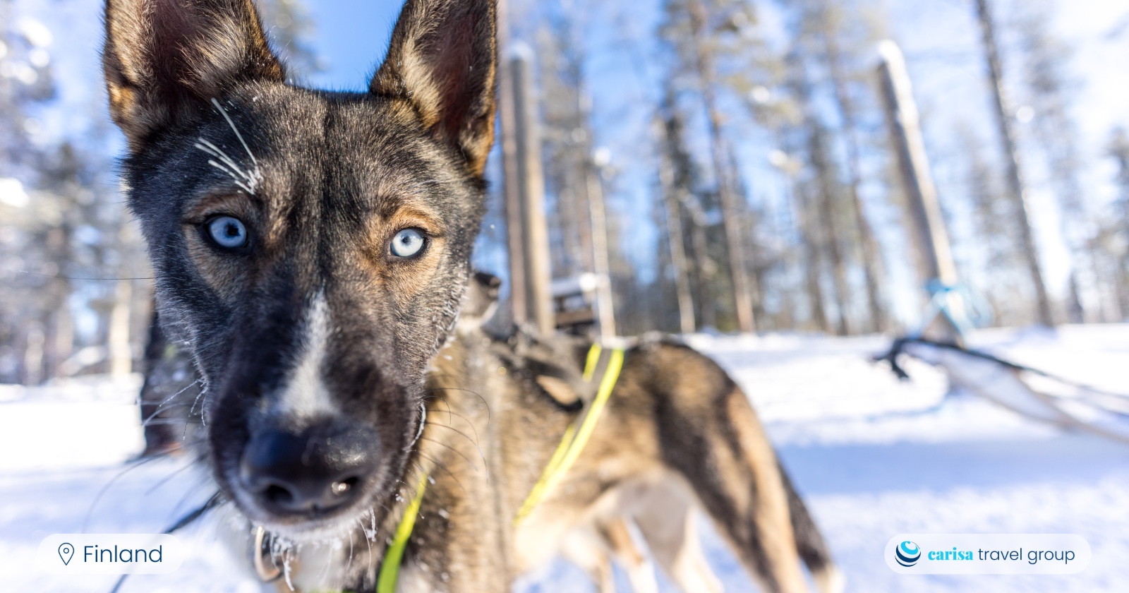 Husky dog looking at the camera with a background of snowy forest. Photo Carisa Travel Group