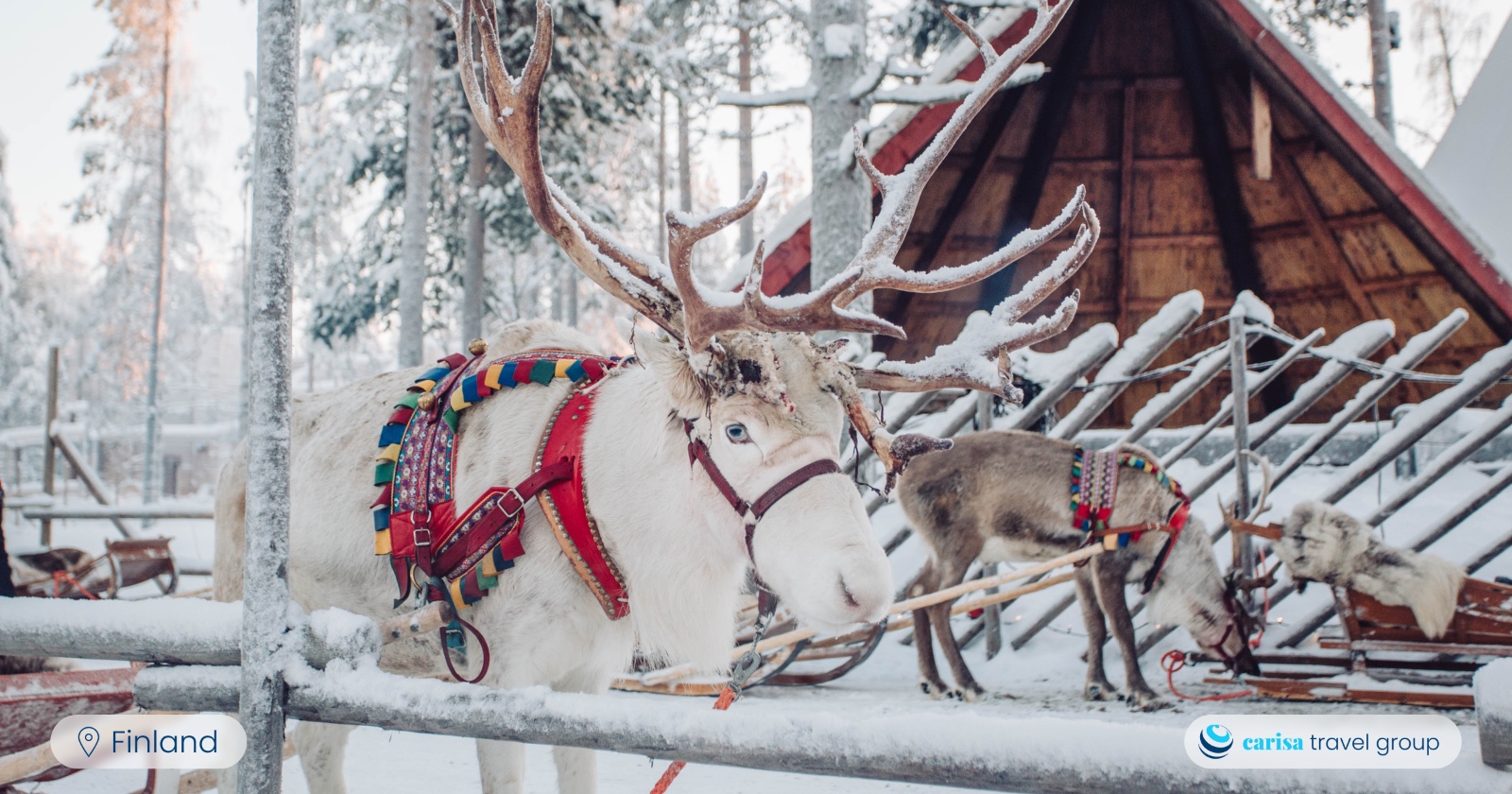 White reindeer in front of the sleigh in Santa Claus Village, Rovaniemi, Lapland, Finland. Photo Carisa Travel Group