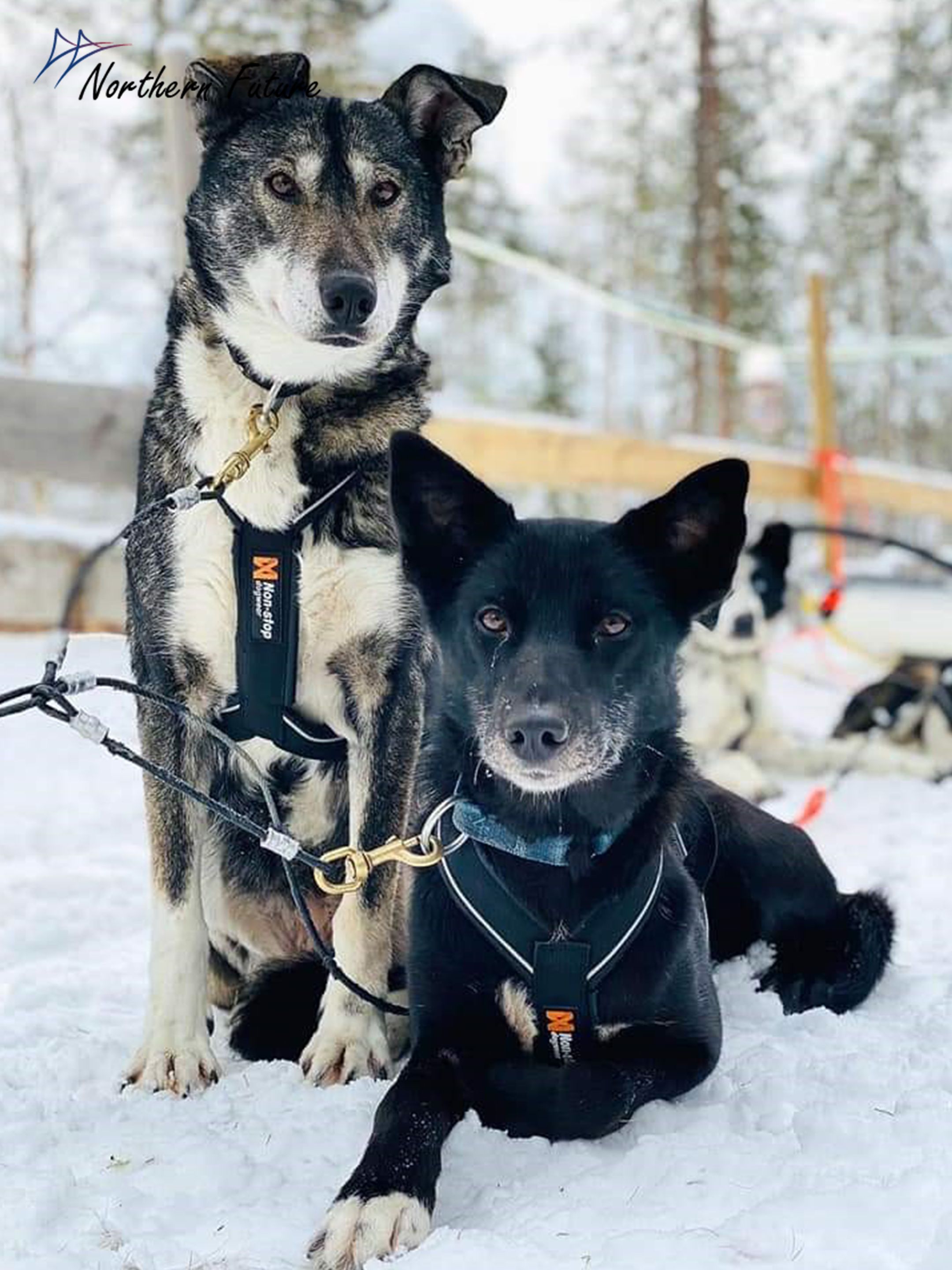 Two huskies in wintery huskyfarm in Rovaniemi, Lapland, Finland. DMC Northern Future