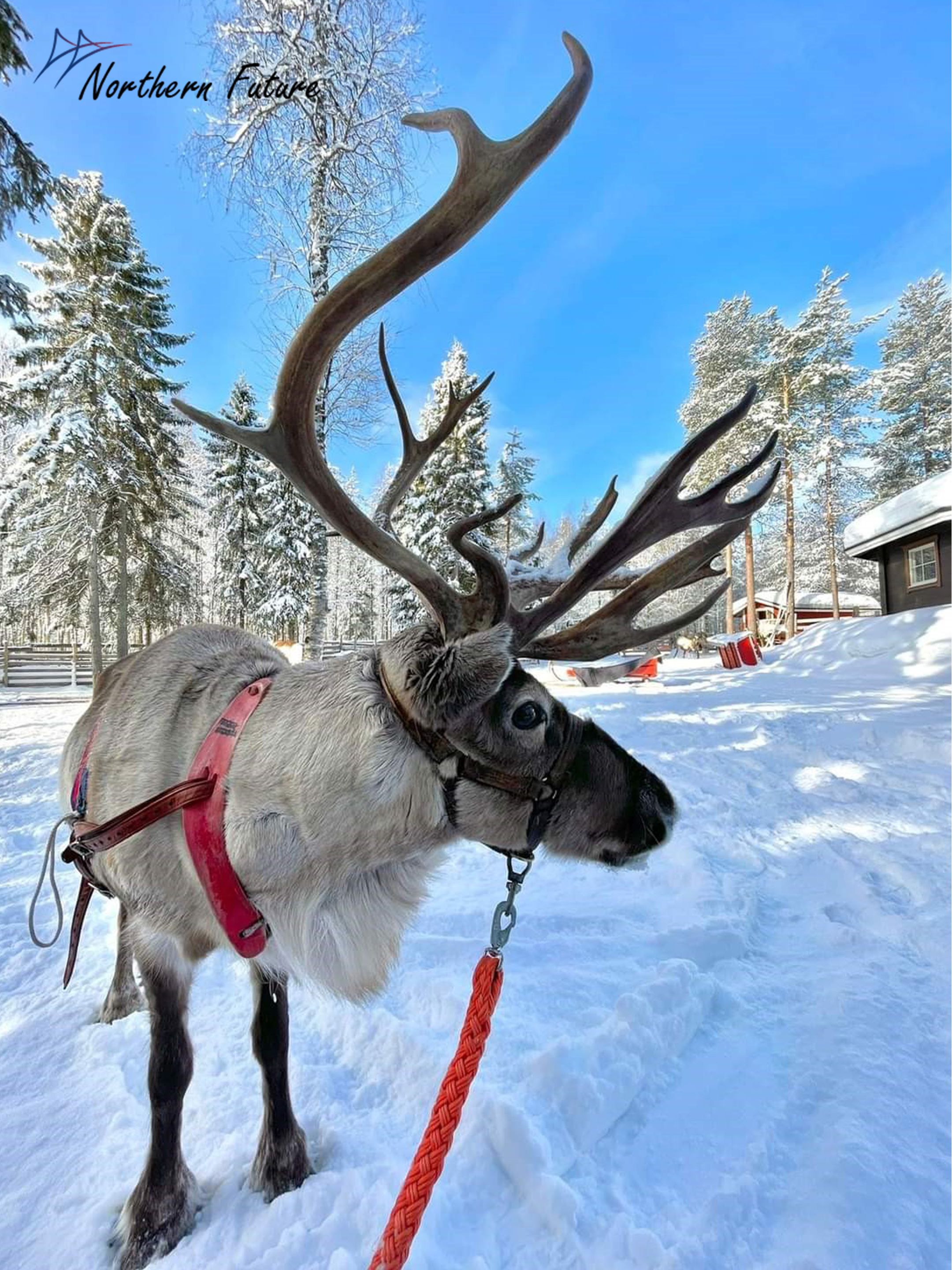 Reindeer standing in the wintery forest, Photo by Northern Future, Rovaniemi, Lapland, Finland