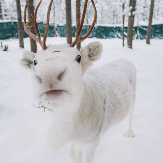 Liity seuraamme kotisohvalta kun Joulupukki Matkaan jo käy 23. joulukuuta -  Visit Rovaniemi