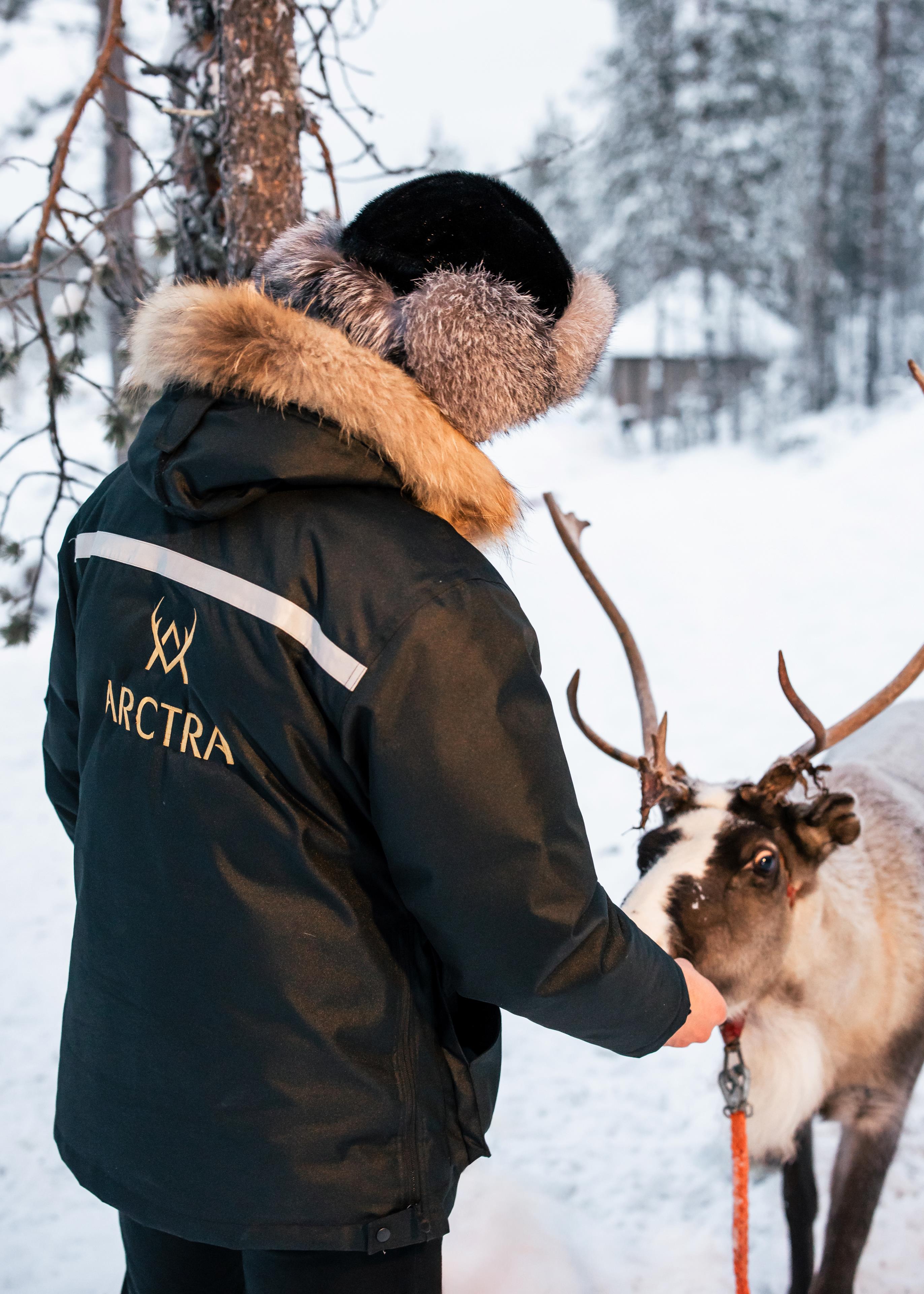 Person feeding a reindeer, Arctra DMC