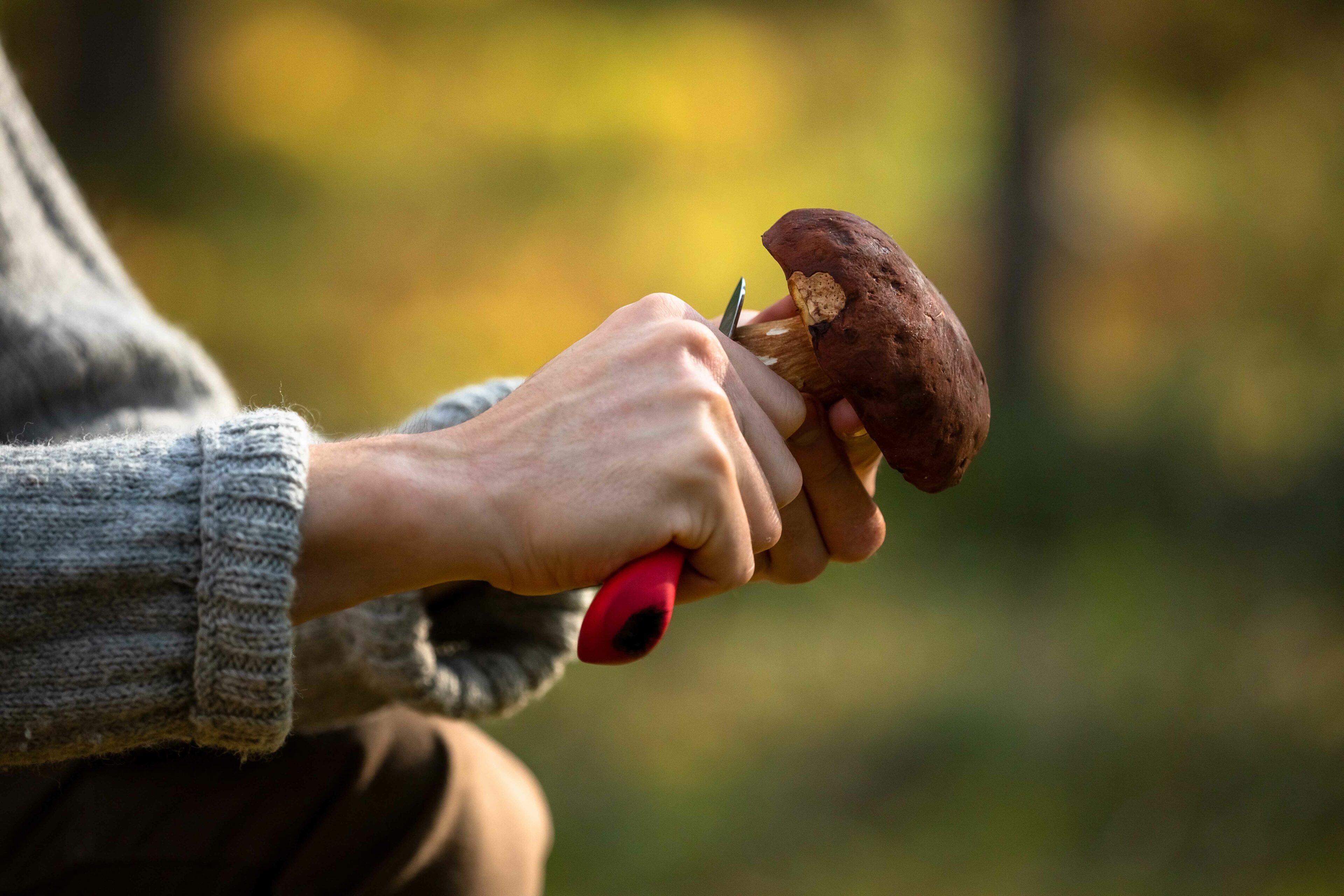 Harvesting mushrooms in nature during autumn in Rovaniemi, Lapland, Finland.