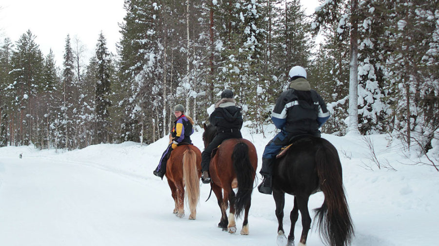 arctic nature trips rovaniemi