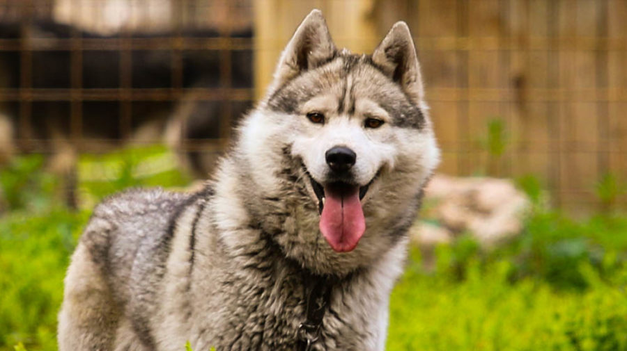 can a alaskan malamute live in niue