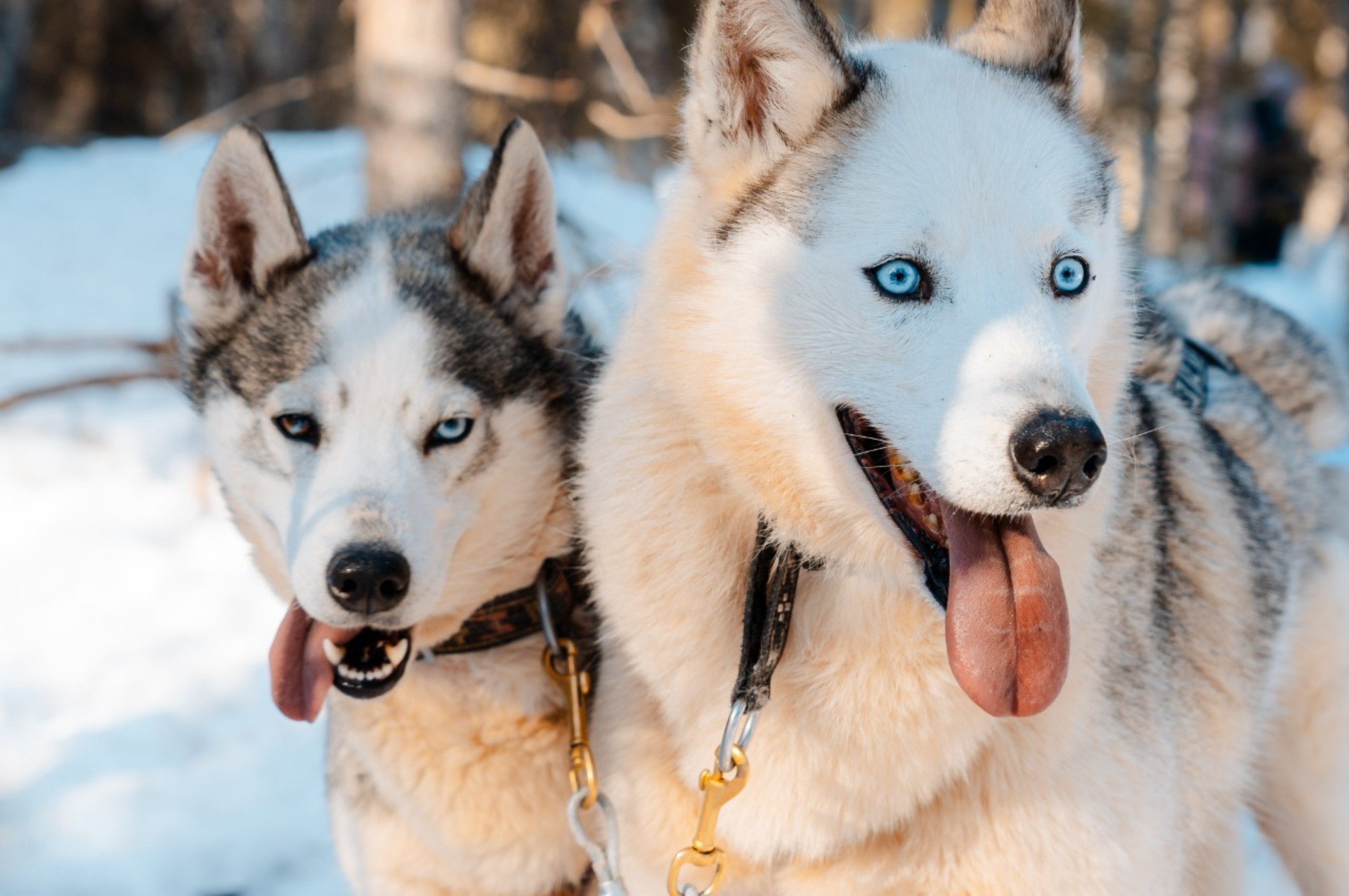 Two husky dogs with their tongues out.