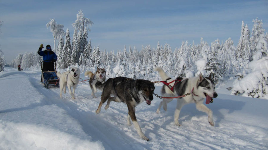 Reindeer and husky farm Raitola in Rovaniemi, Finland - Visit Rovaniemi