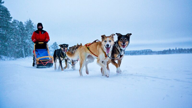 Huskypoint - Visit Rovaniemi