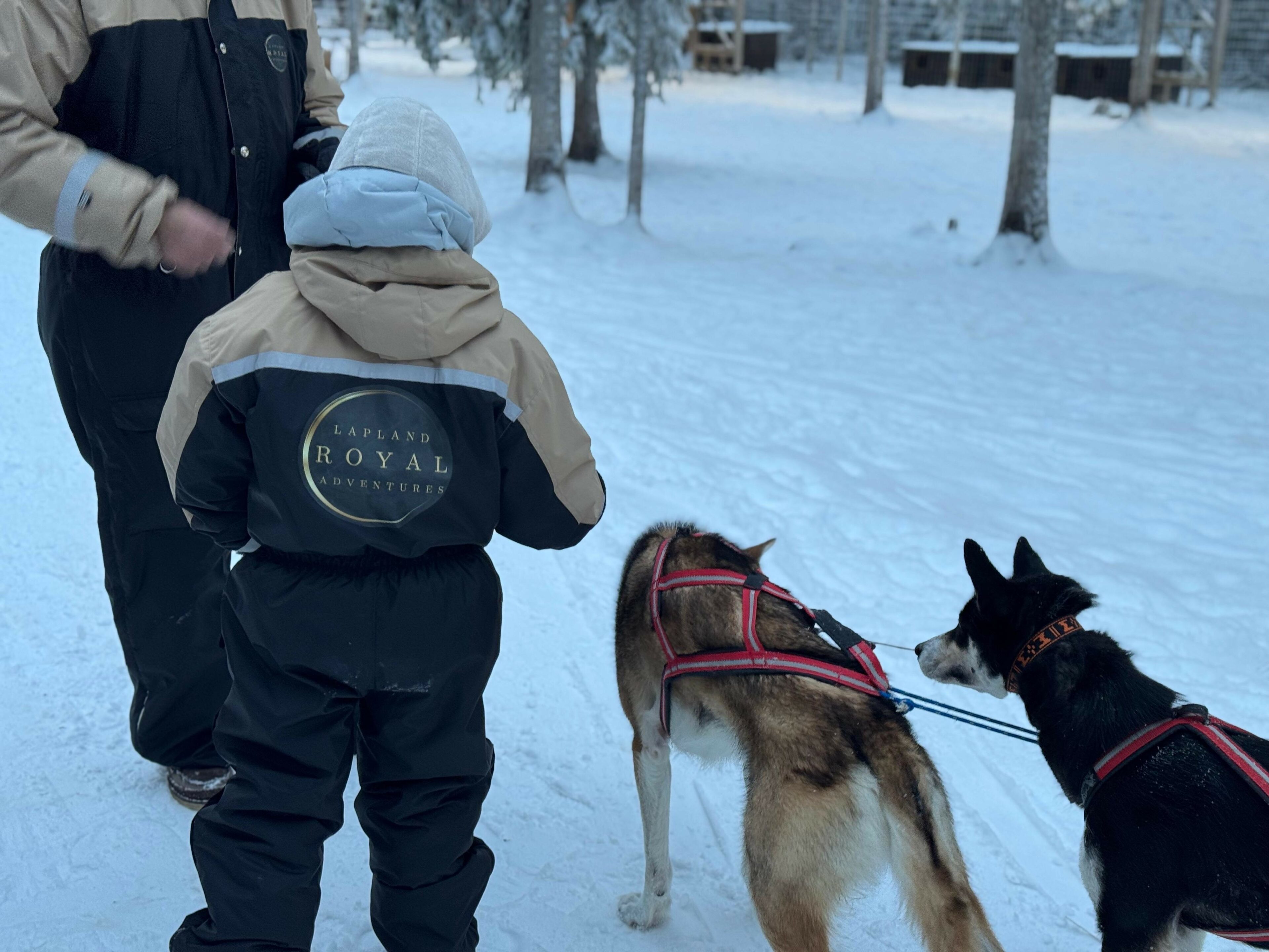 a person standing next to a husky dog