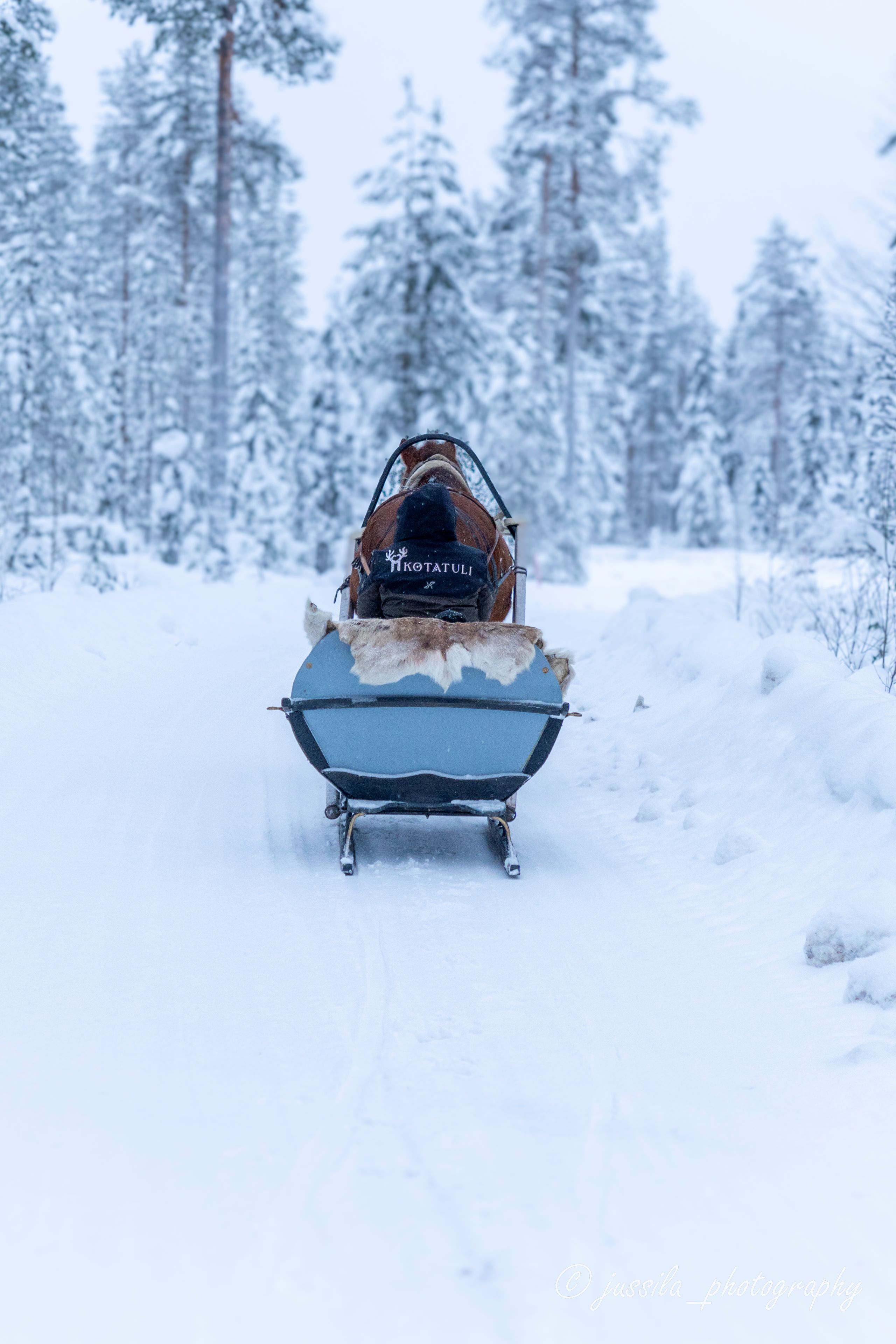 Horse sleigh ride in a snowy forest, Rovaniemi, Lapland, Finland, Tour by Kotatuli Experience