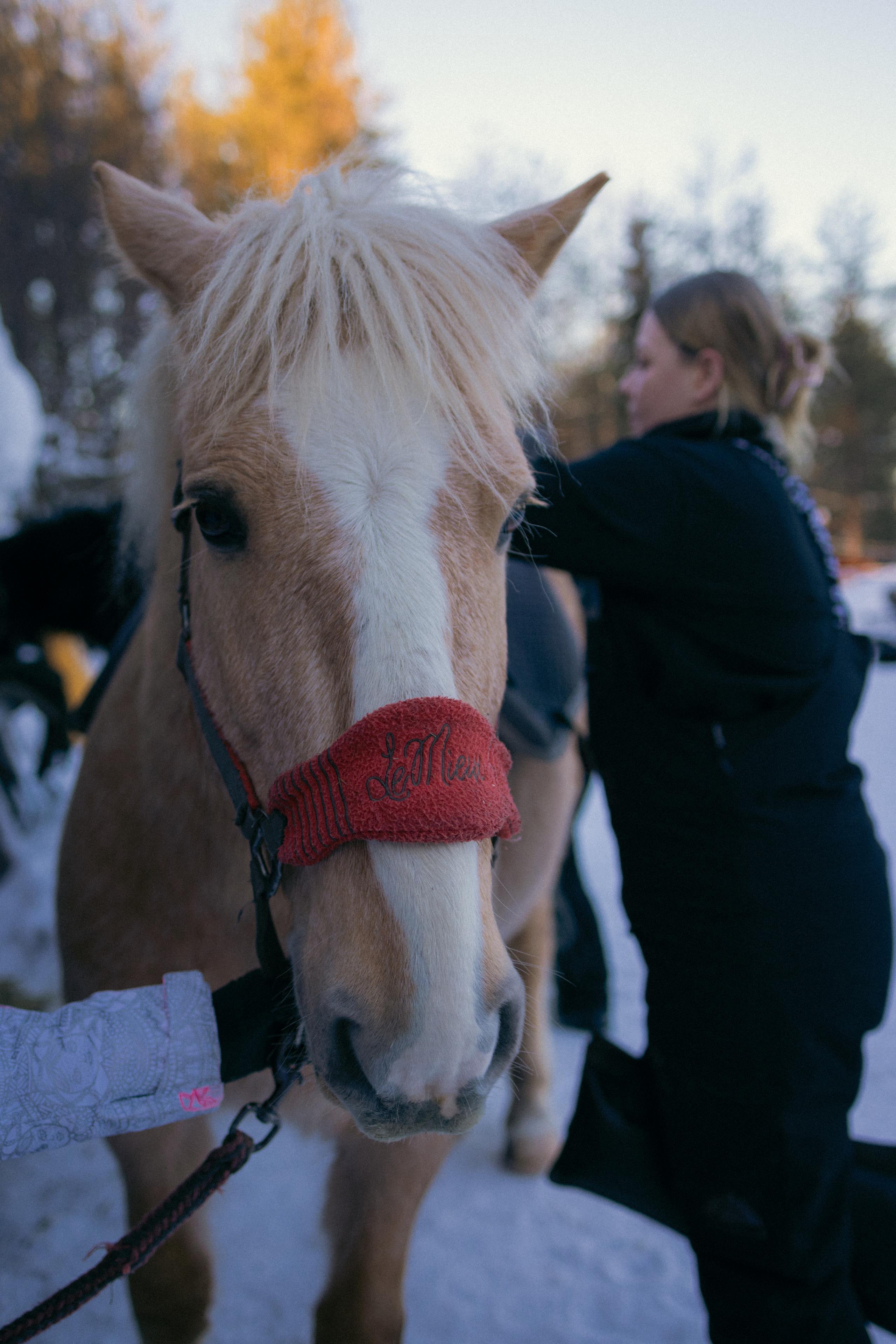 Woman with a horse, Kotatuli Experience, Rovaniemi, Lapland, Finland