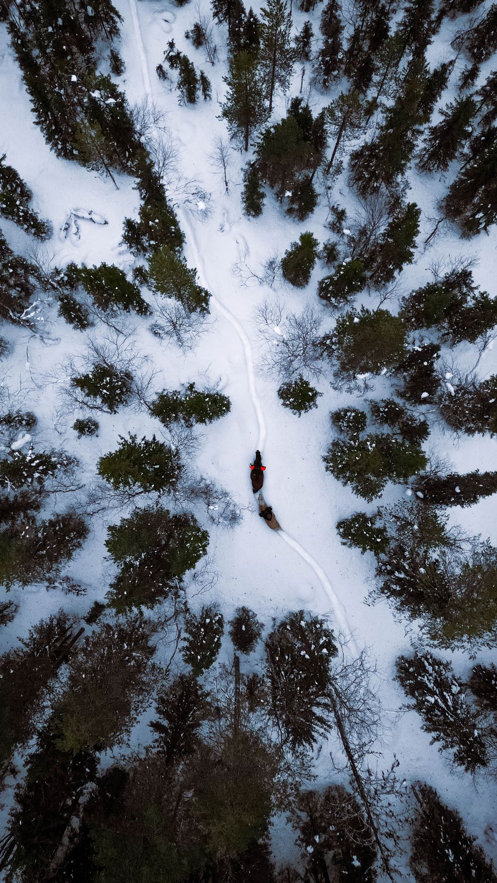 Aerieal photo of horse sleigh ride in a snowy forest, tour by Kotatuli Experience, Rovaniemi, Lapland, Finland