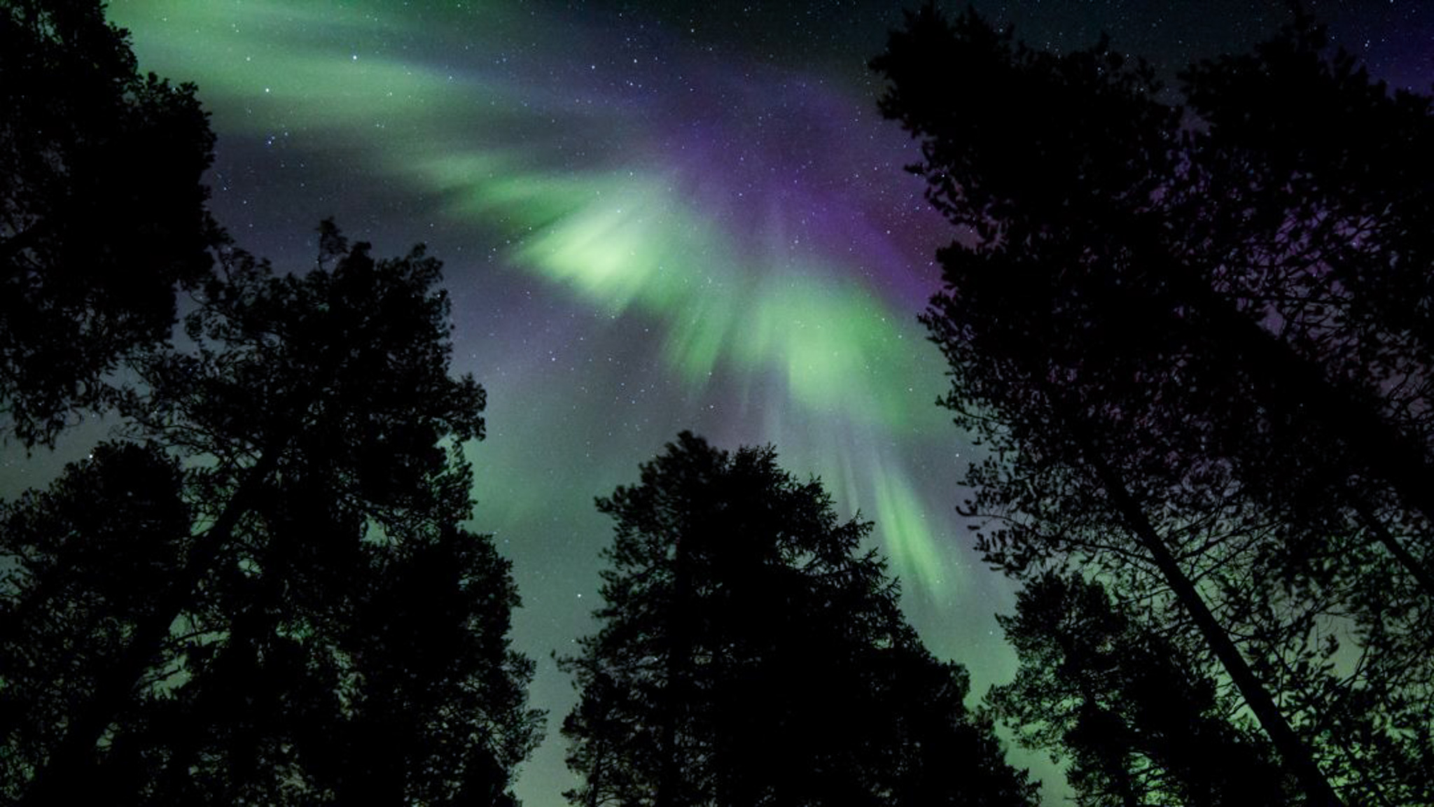 Northern lights above trees.