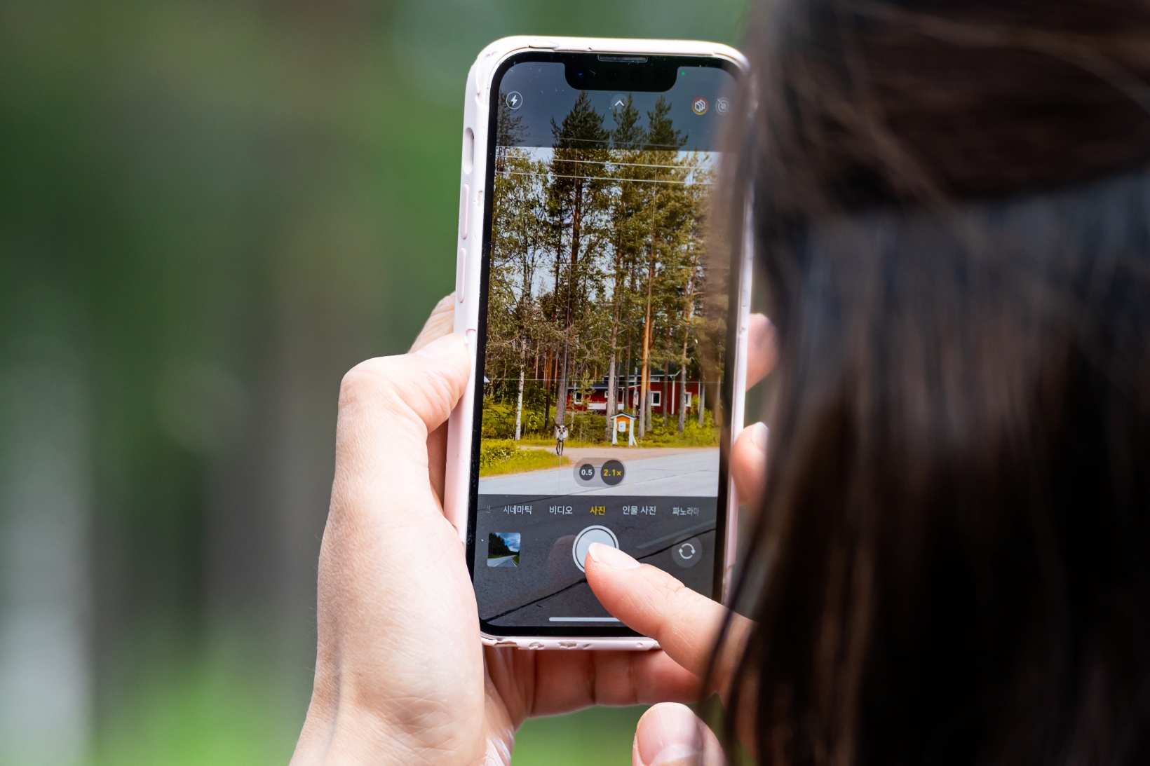 Person photographing reindeer on the street in Rovaniemi, Lapland, Finland in summer