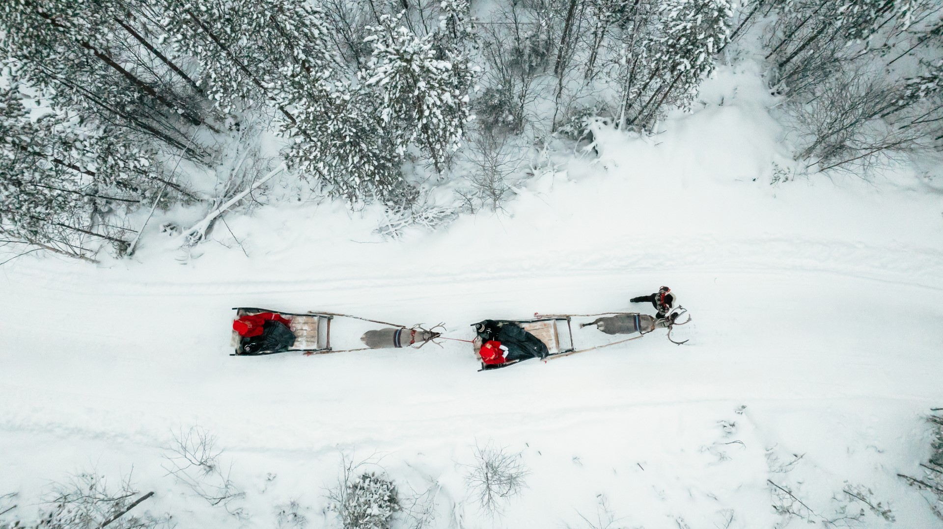 Aerial photo of two reindeer pulling sleighs in snowy forest in Rovaniemi, Lapland, Finland