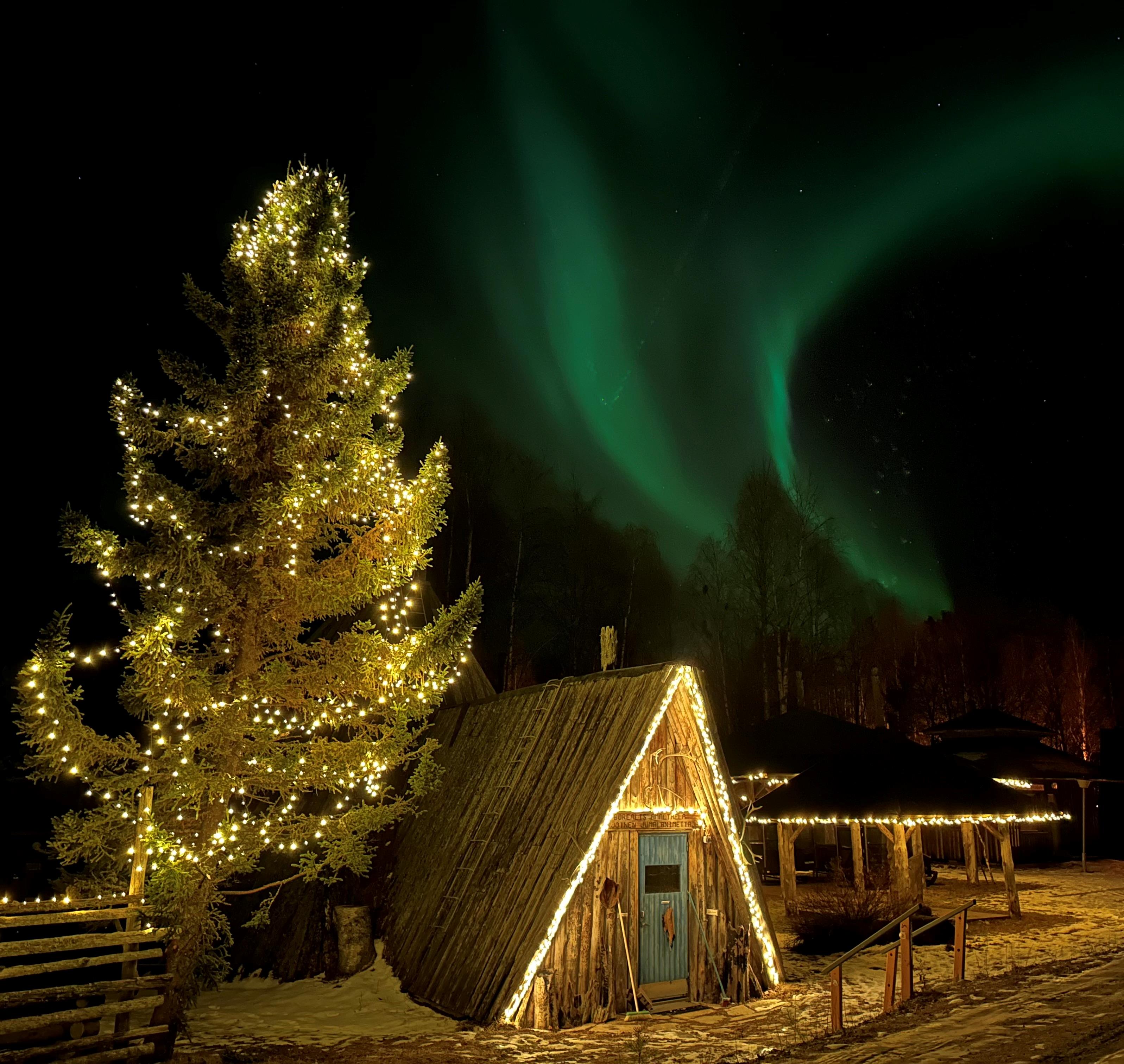 Northern lights in Shaman Village and kota and christmas tree in the front of the photo, Shaman Village, Rovaniemi, Lapland, Finland