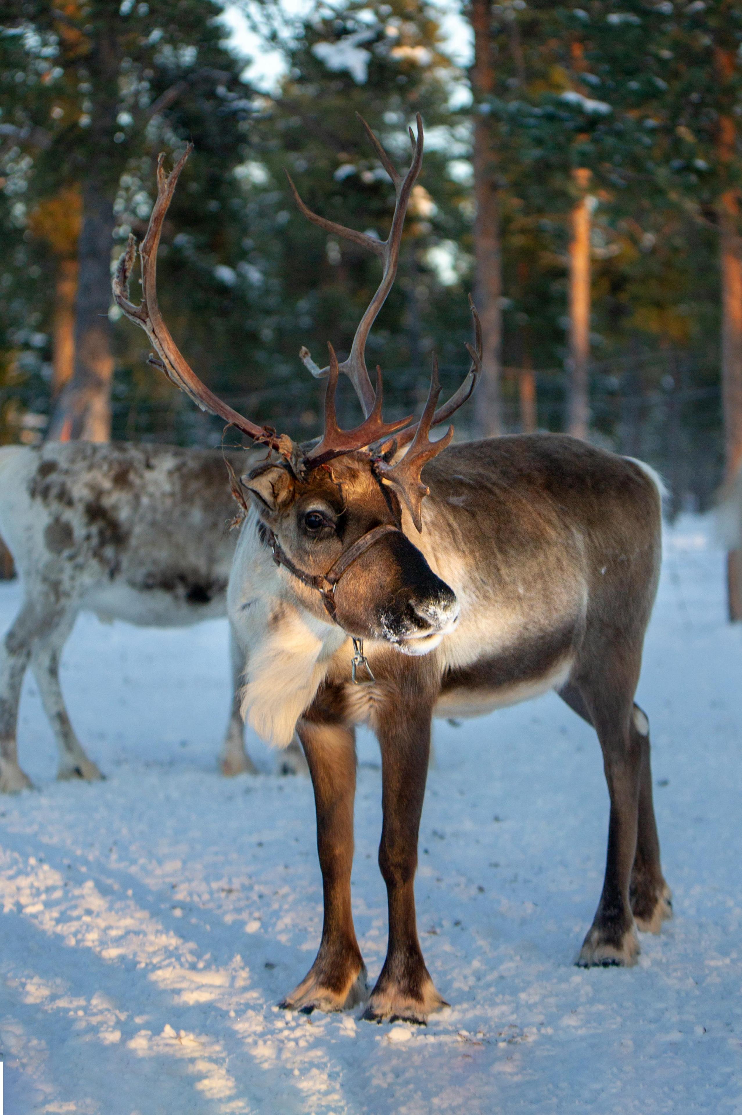 Reindeer in Shaman Village, Rovaniemi, Lapland, Finland