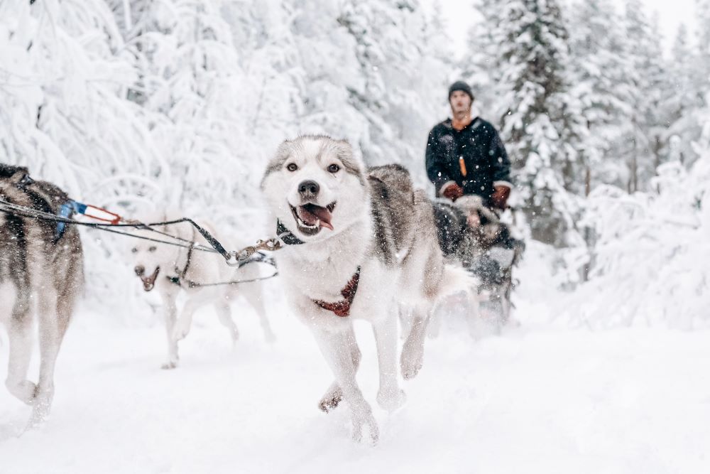 husky ride in the winter forest