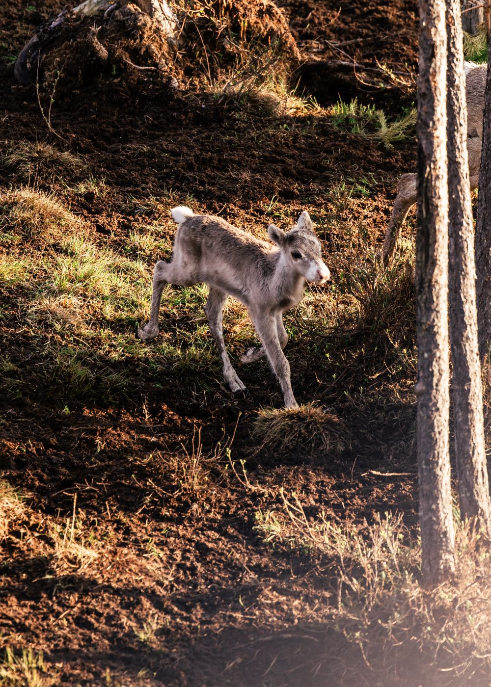 reindeer calf in the nature