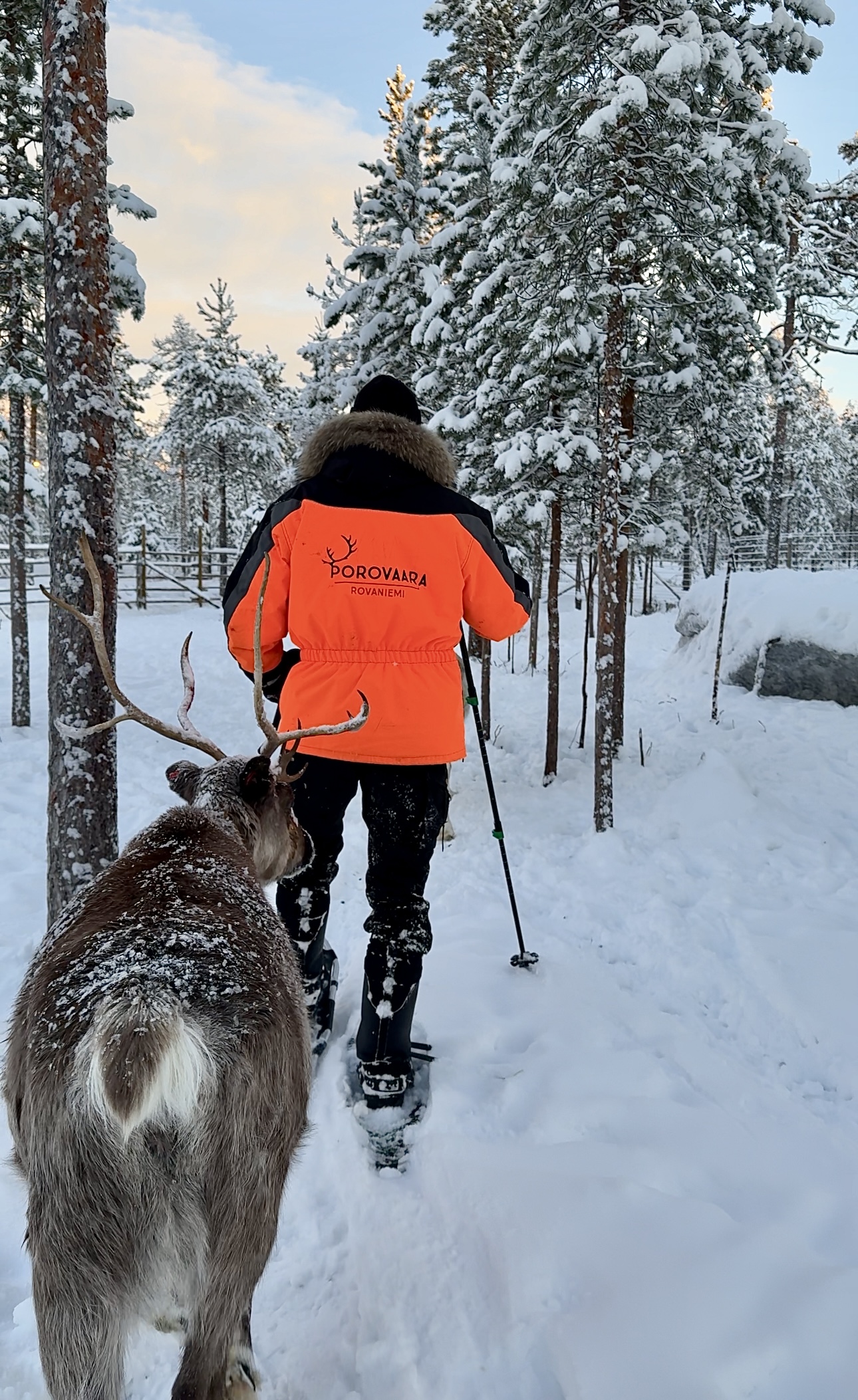 snowshoeing with a reindeer