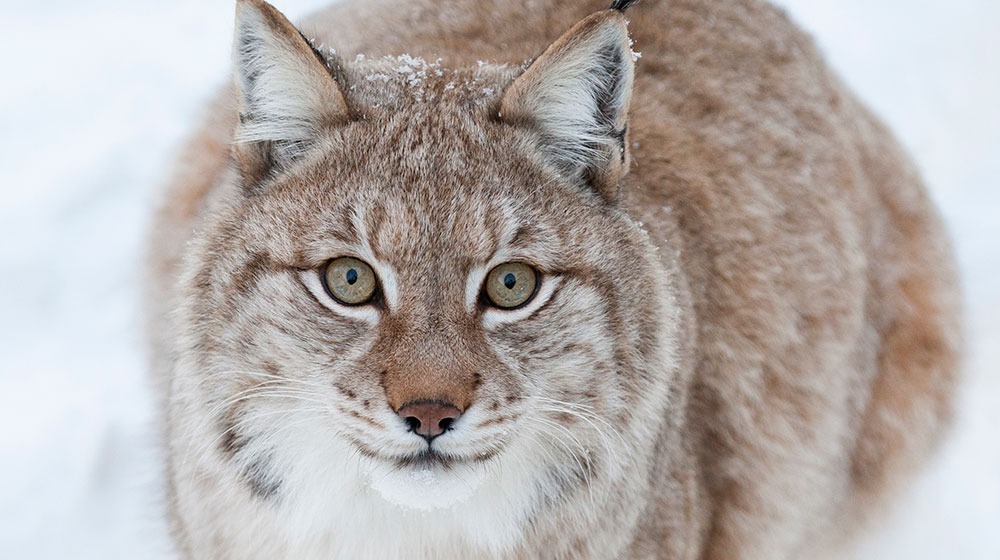 Lynx in Ranua Wildlife Park in early winter in Rovaniemi, Lapland, Finland